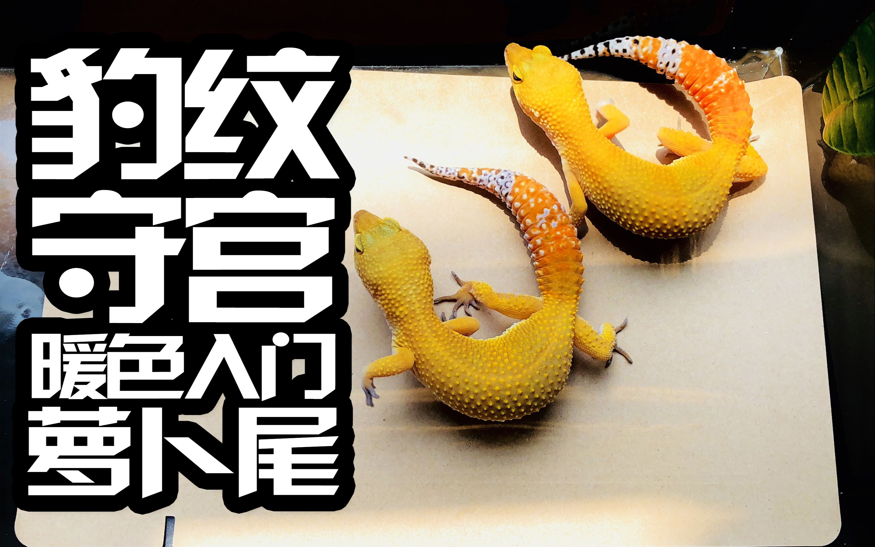 亨利哎呦不错豹纹守宫萝卜尾