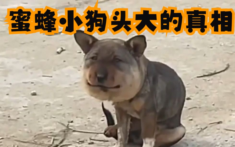 蜜蜂小狗头大的真相来了!