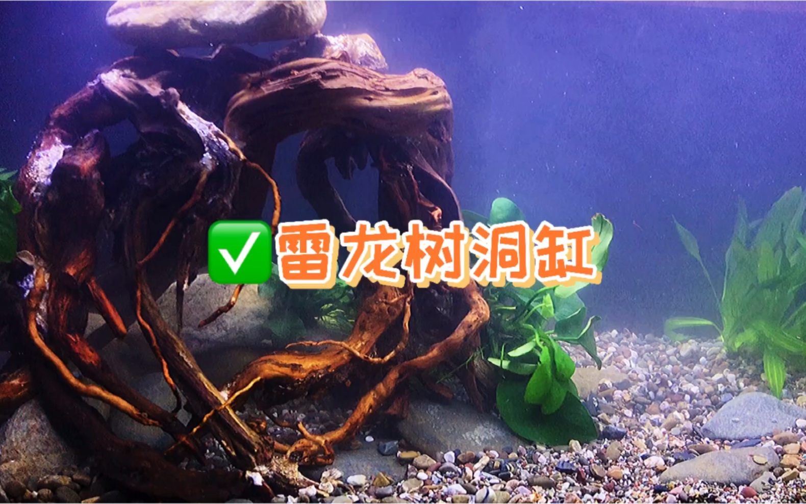 草禾鱼鱼缸造景简简单单的雷龙树洞缸一眨眼功夫就完成了73
