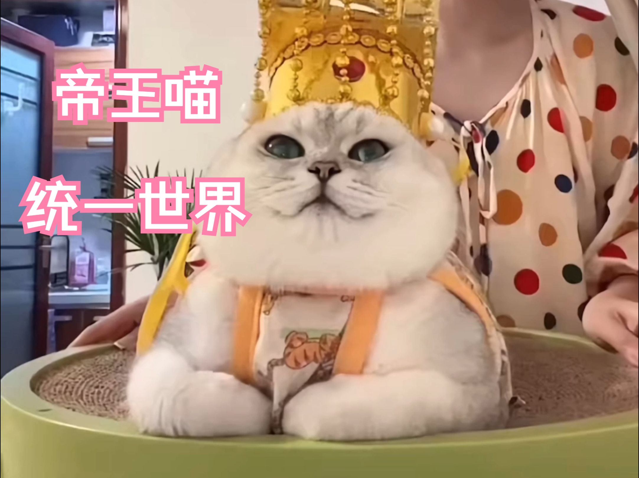 [图]【tiktok】喵喵大王帝王猫-芬儿头，征服海外铲屎官，普天之下莫非喵皇信徒；海外小姐姐：为什么他这么得意！