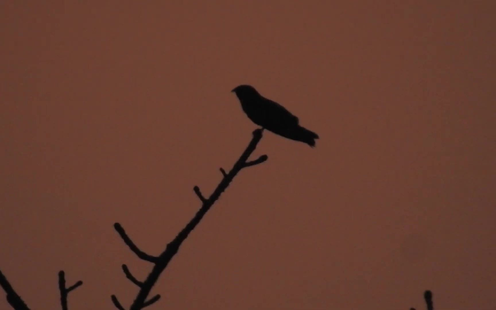 [图]南方有夜鹰，绝世而独立 —— 夕阳下鸣叫的林夜鹰