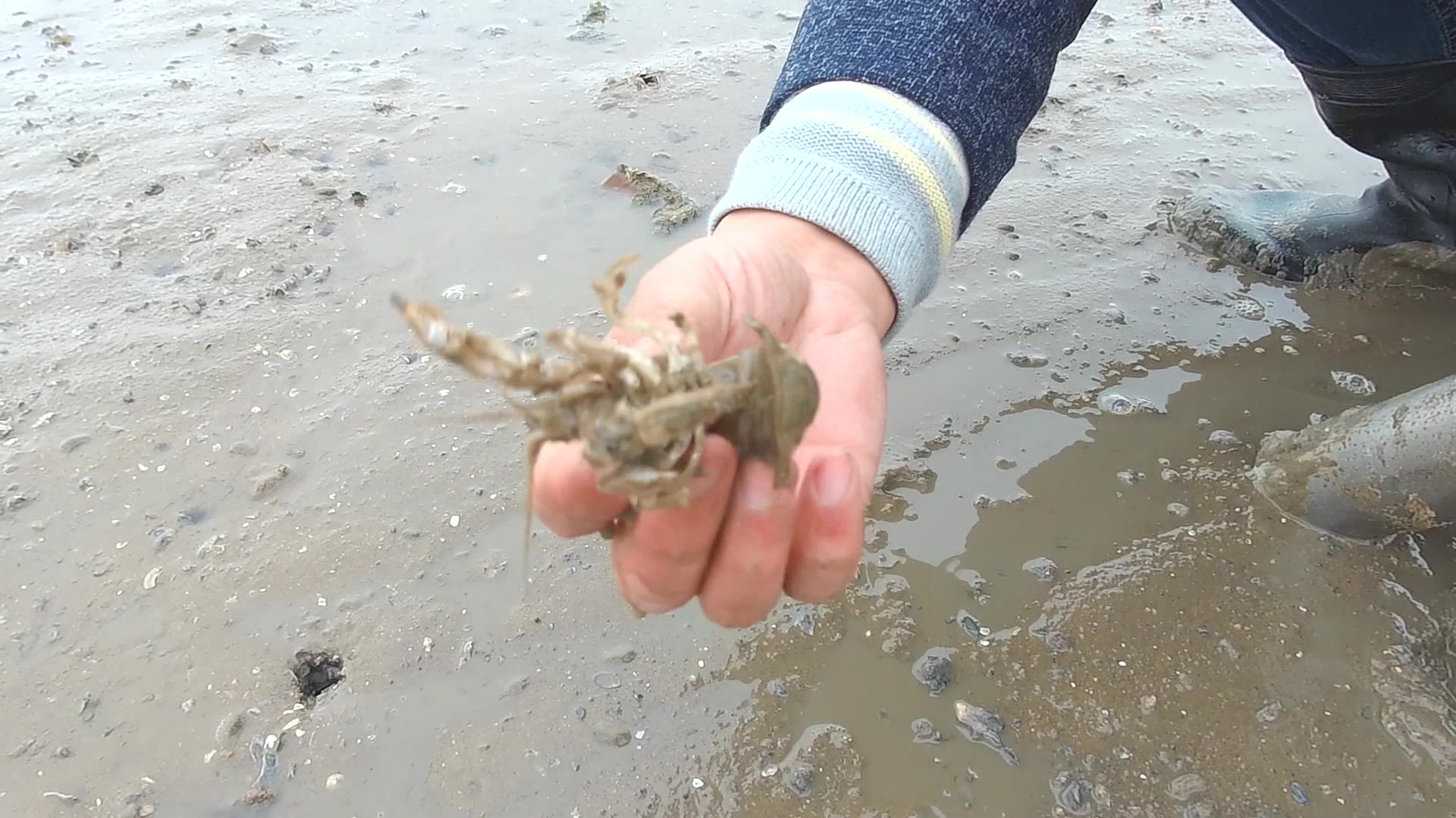 青岛海边赶海,自己做的抽虾神器见洞就抽,两个小时抓了八斤虾哔哩哔哩bilibili