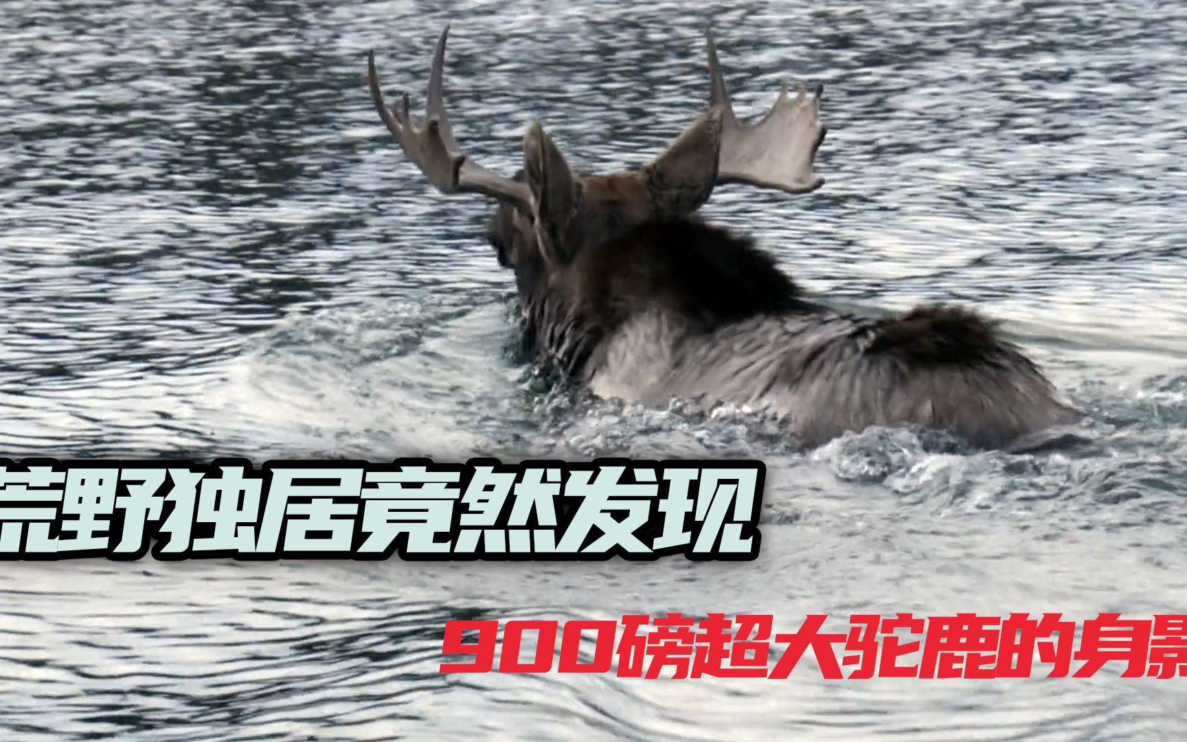 荒野独居第六季北极荒野生存100天900磅超大驼鹿出现看生存大佬们怎么