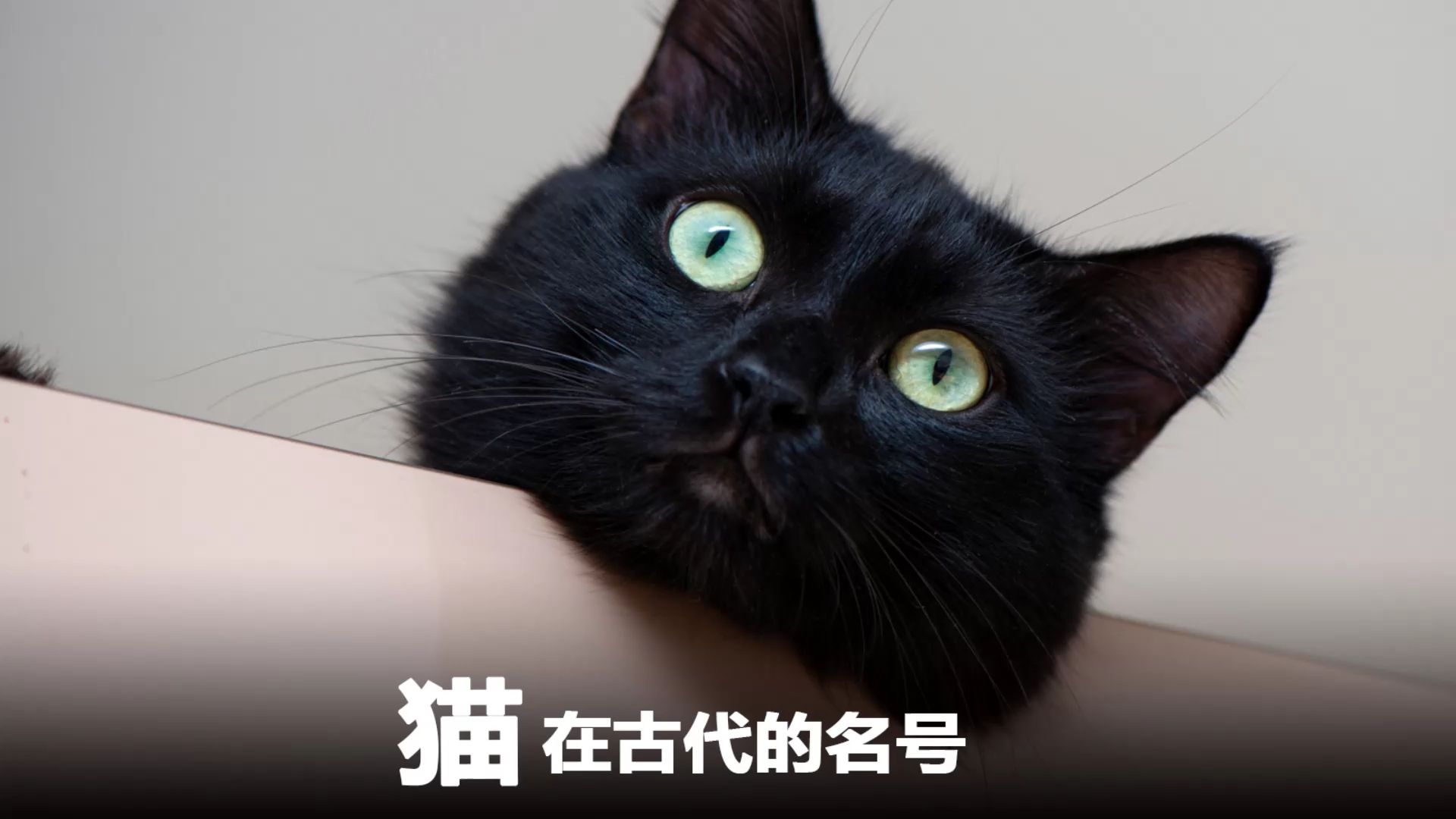 古人是怎样给小猫取名字?