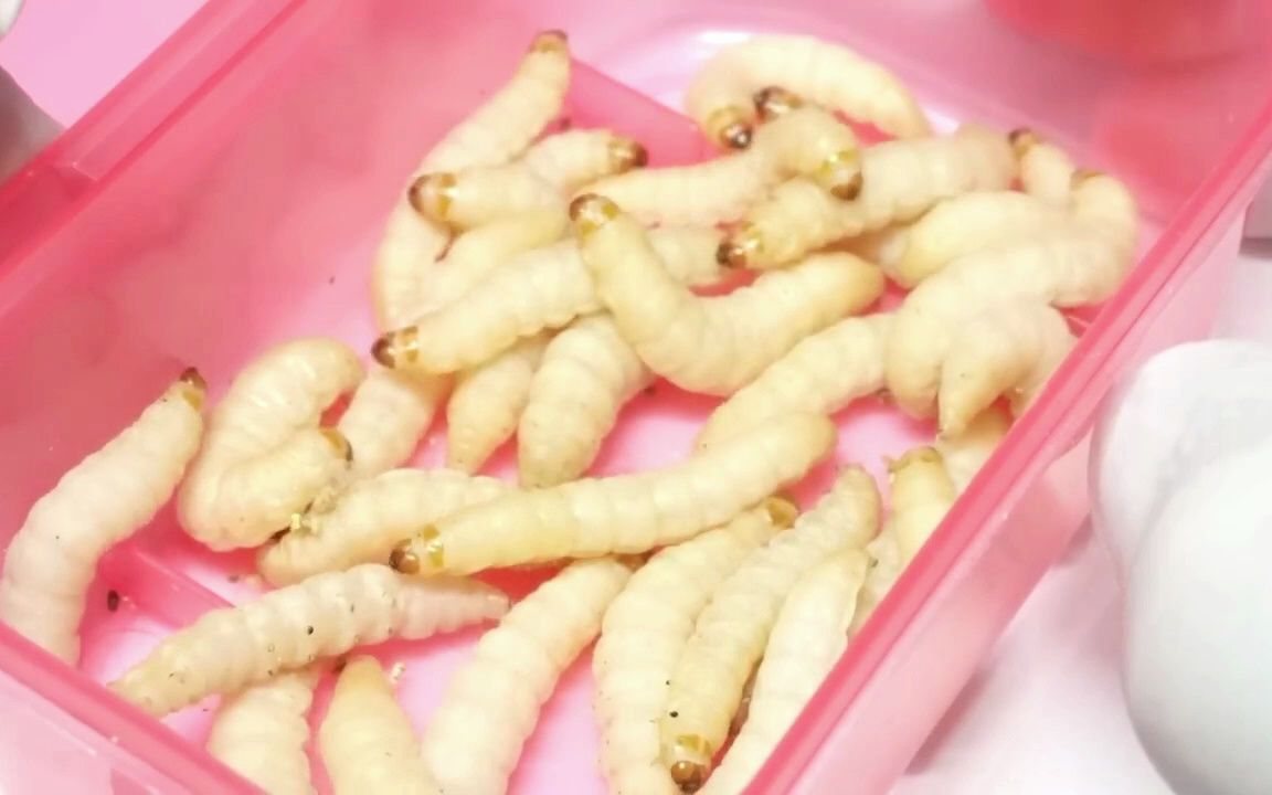 虫,阿虫!阿虫,虫虫好治愈呀