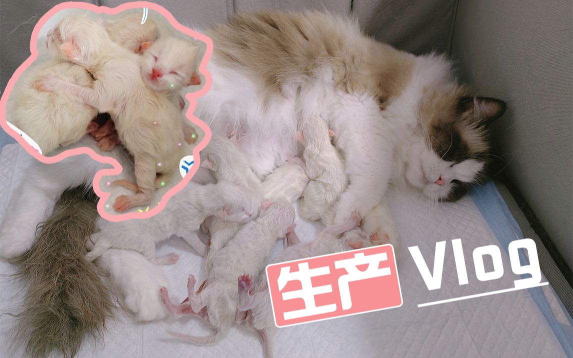 [图]【朵拉生产日记】生产全过程记录 6只可爱的布偶小奶猫顺利降生❤