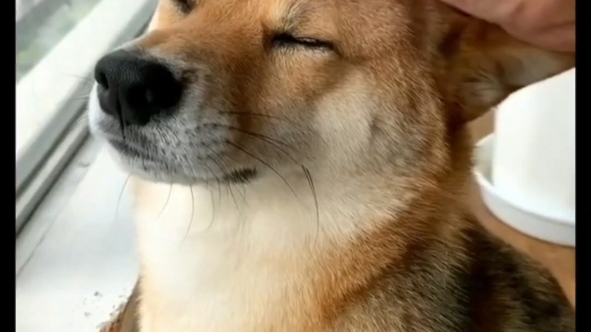 我好像……养了一只眯眯眼小狗