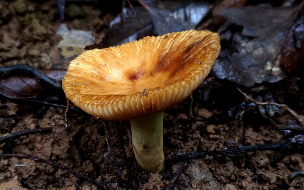 点柄黄红菇摄于广州筲箕窝