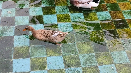 广州百万葵园的鸭子