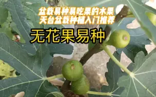 Tải video: 盆栽易种易吃果的水果 天台盆栽种植入门推荐