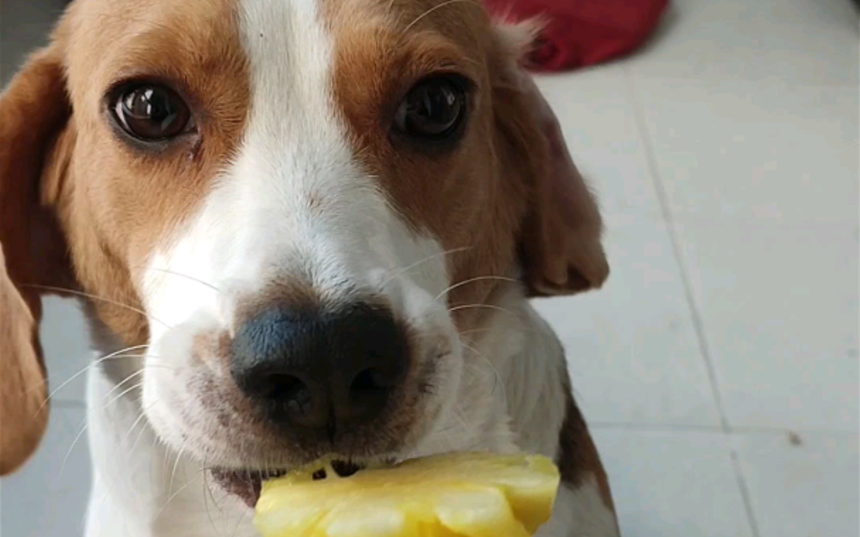 活动  【比格犬】"菠萝宝"吃完就走!