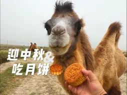 Download Video: 中秋节骆驼也要吃月饼。不管是谁。 但是吐人骆驼的只能吃飞腿