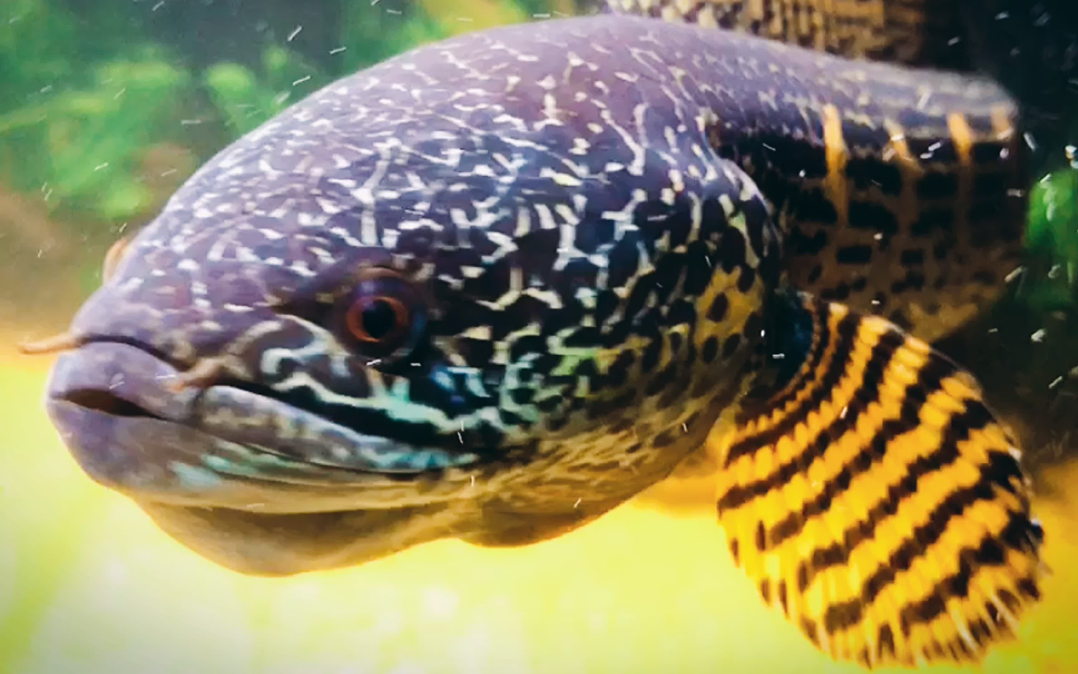 眼镜蛇雷龙鱼的日常