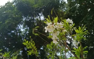 Скачать видео: 花