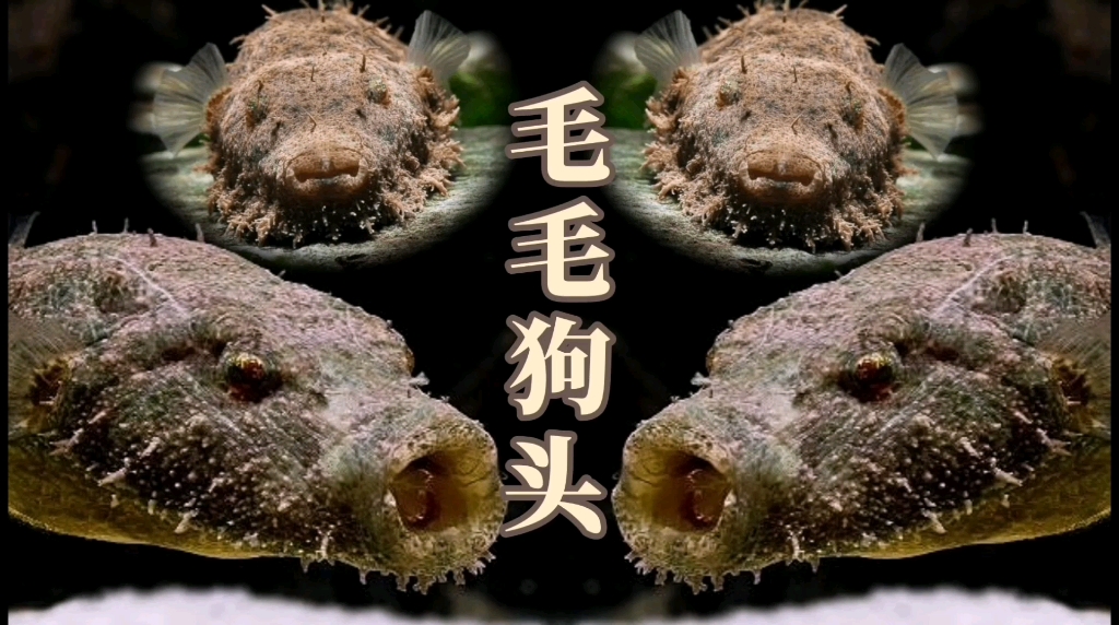 我很丑,但一点也不温柔-毛毛狗头_哔哩哔哩)つロ 干杯-bili