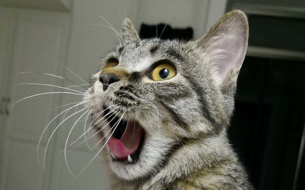 【狸花猫】一只啾啾猫