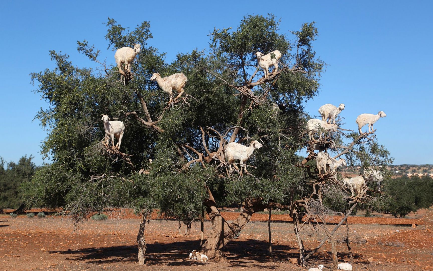 摩洛哥出现羊上树奇观