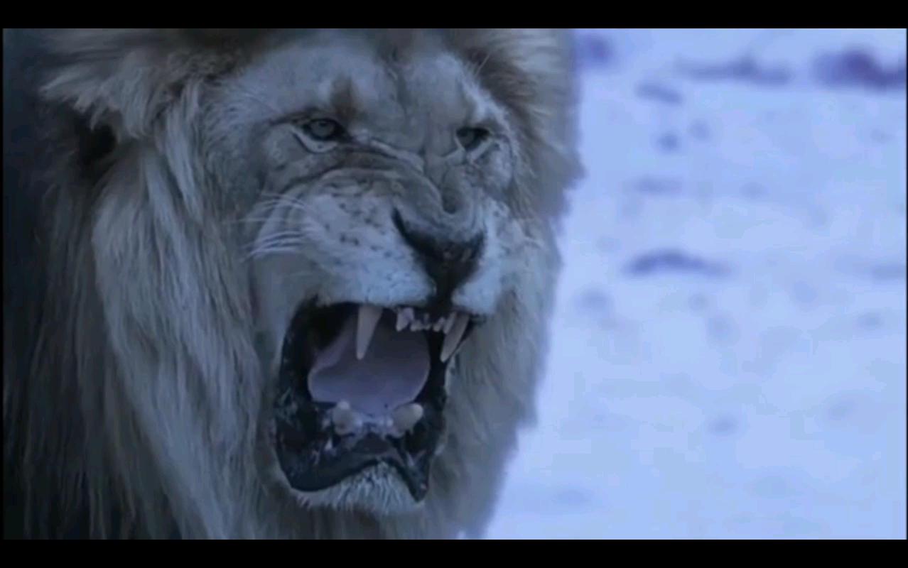 大猫王朝(2018)——美洲拟狮片段