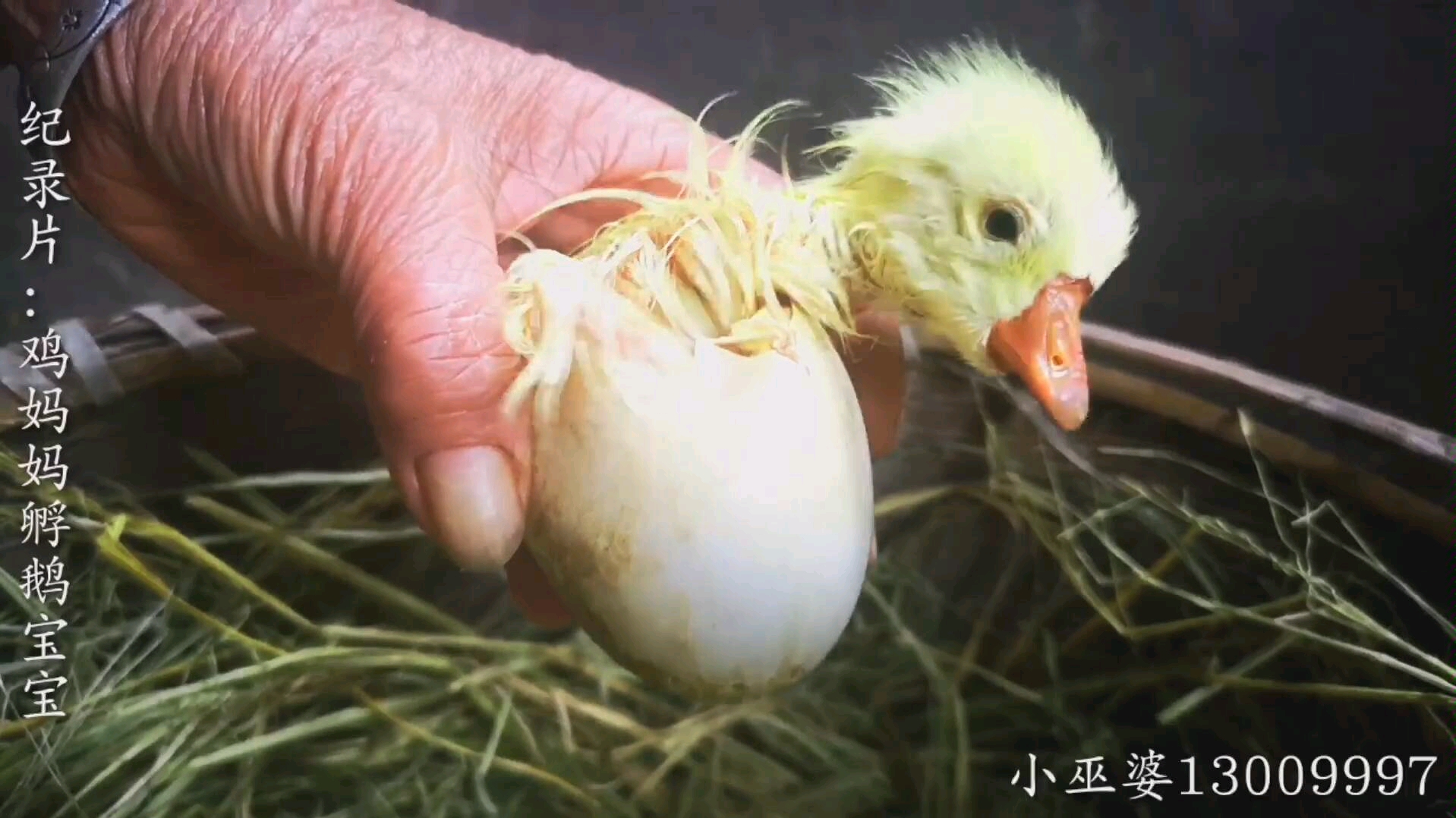 "奇妙动物大赏"鹅宝宝出生啦_哔哩哔哩_bilibili