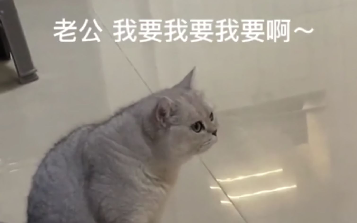 [图]“ 猫中有善口技者 ”