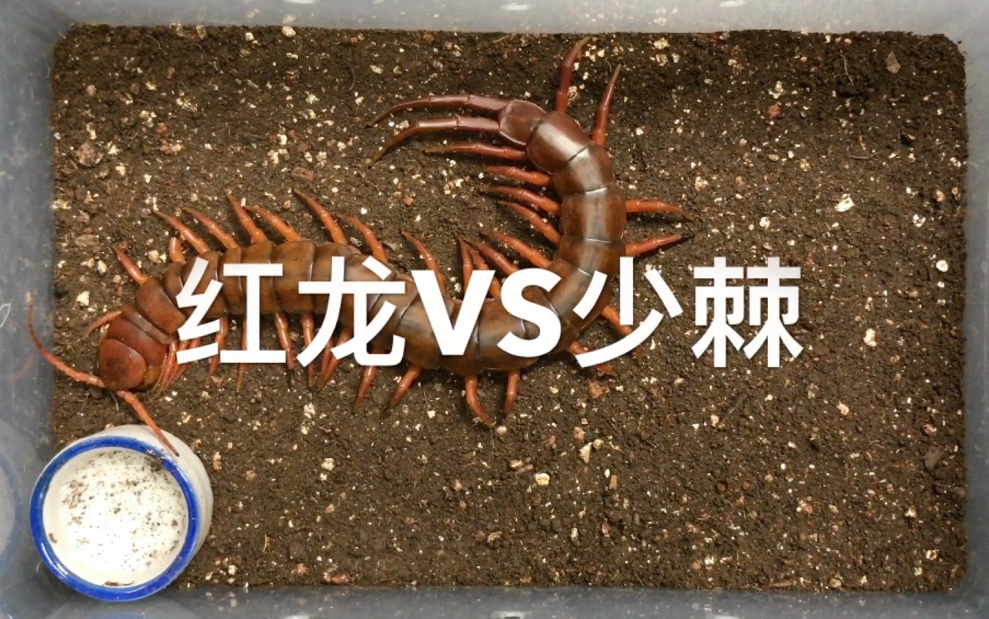 红龙蜈蚣vs少棘蜈蚣一场没有结果的战斗本来是想喂食来着