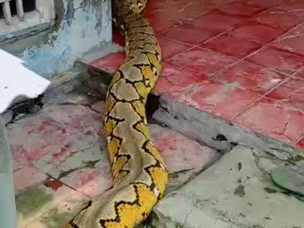 印度特色,大蟒蛇进屋,小孩都不带怕的