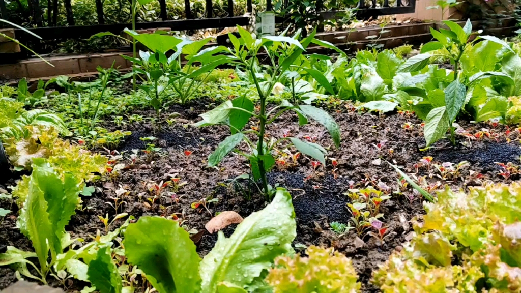 [图]4月的菜园子