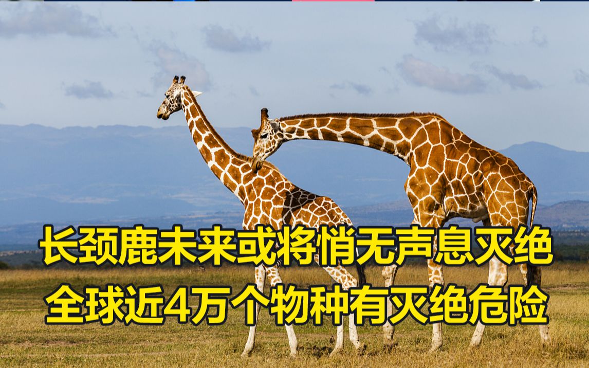 长颈鹿未来或将悄无声息灭绝,全球近4万个物种有灭绝危险哔哩哔哩bilibili