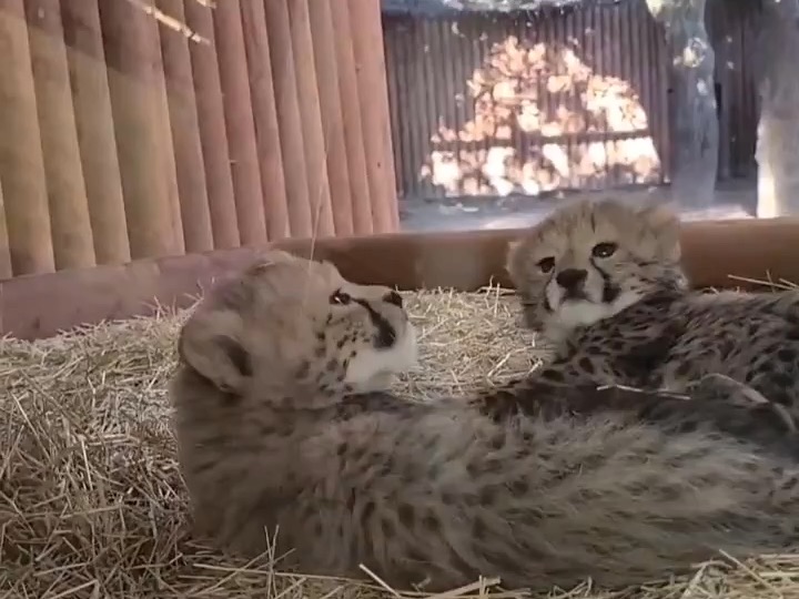 【猎豹】小奶豹豹最可爱了