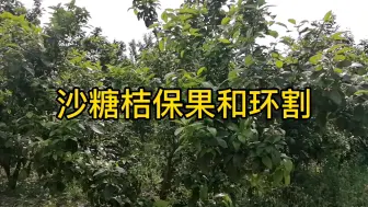 Download Video: 沙糖桔保果和环割工作要点