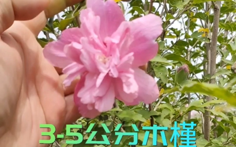 木槿基地/独干木槿/河南木槿13723108866哔哩哔哩bilibili