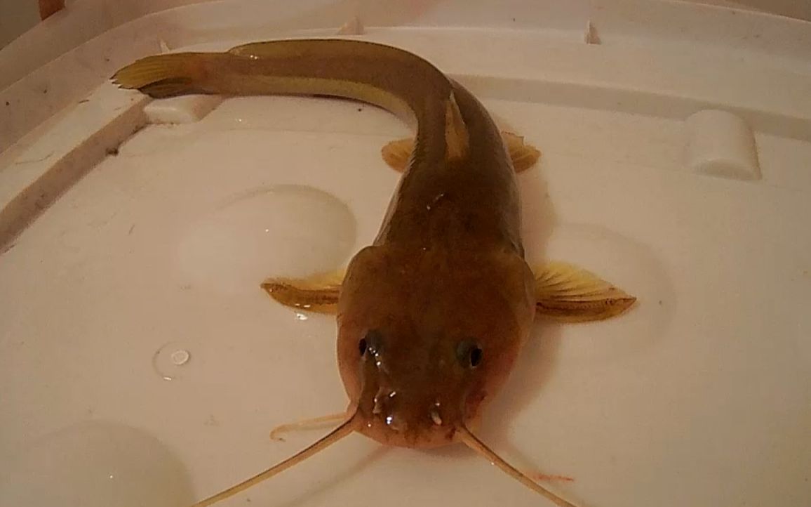 「野钓」实战篇:这种鱼叫江鼠 ,有多少认识的?