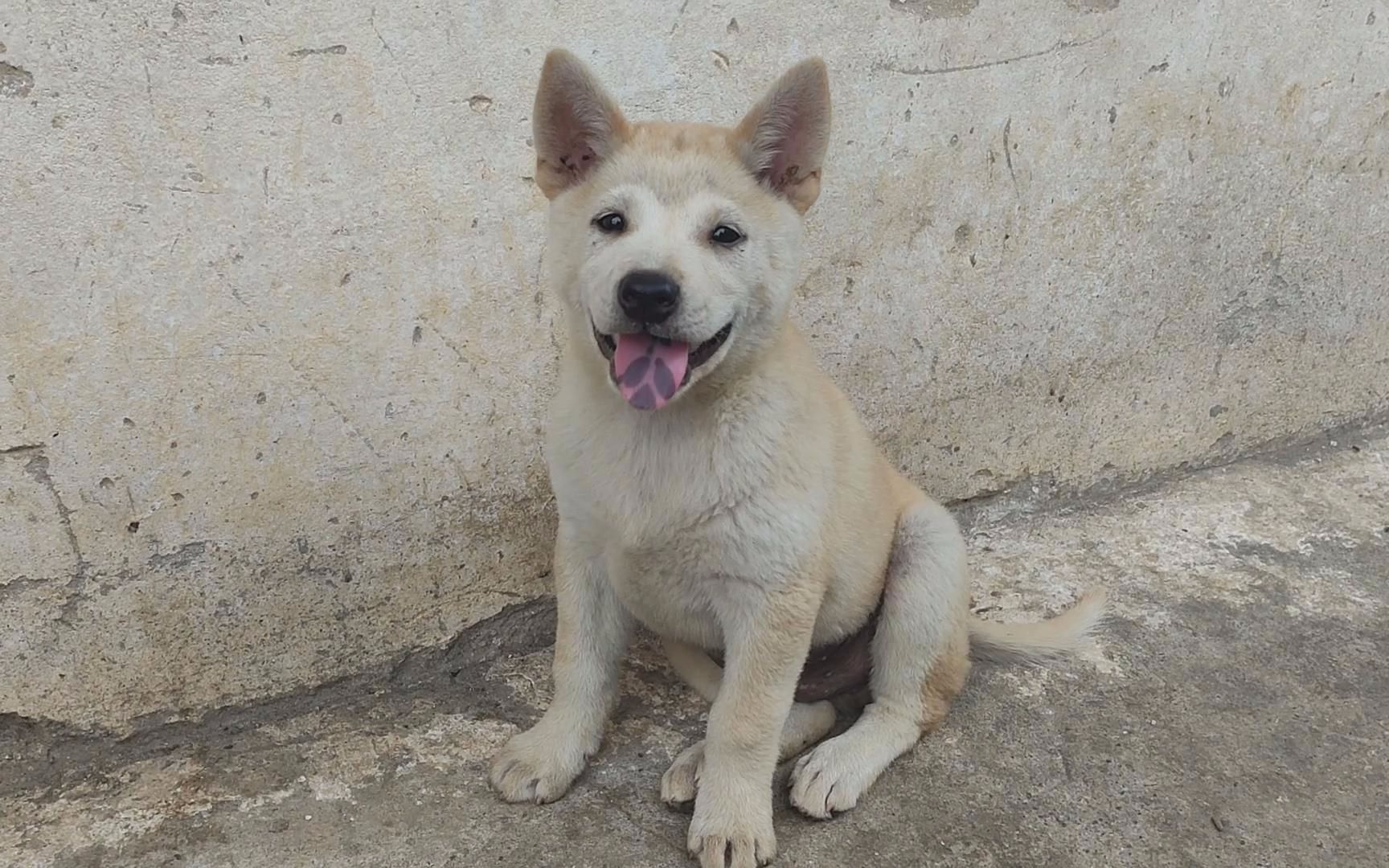 小土狗是罕见的猴子脸_哔哩哔哩_bilibili