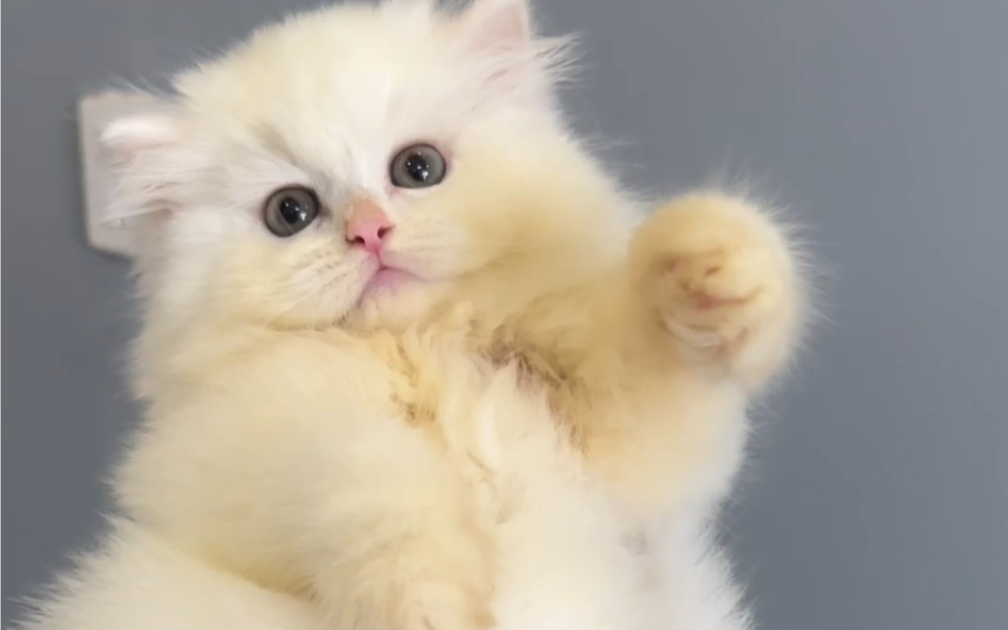 猫中博美,夏天都超级爆毛,未来可期[旺柴]嘴套又大,绝绝子[爱心]