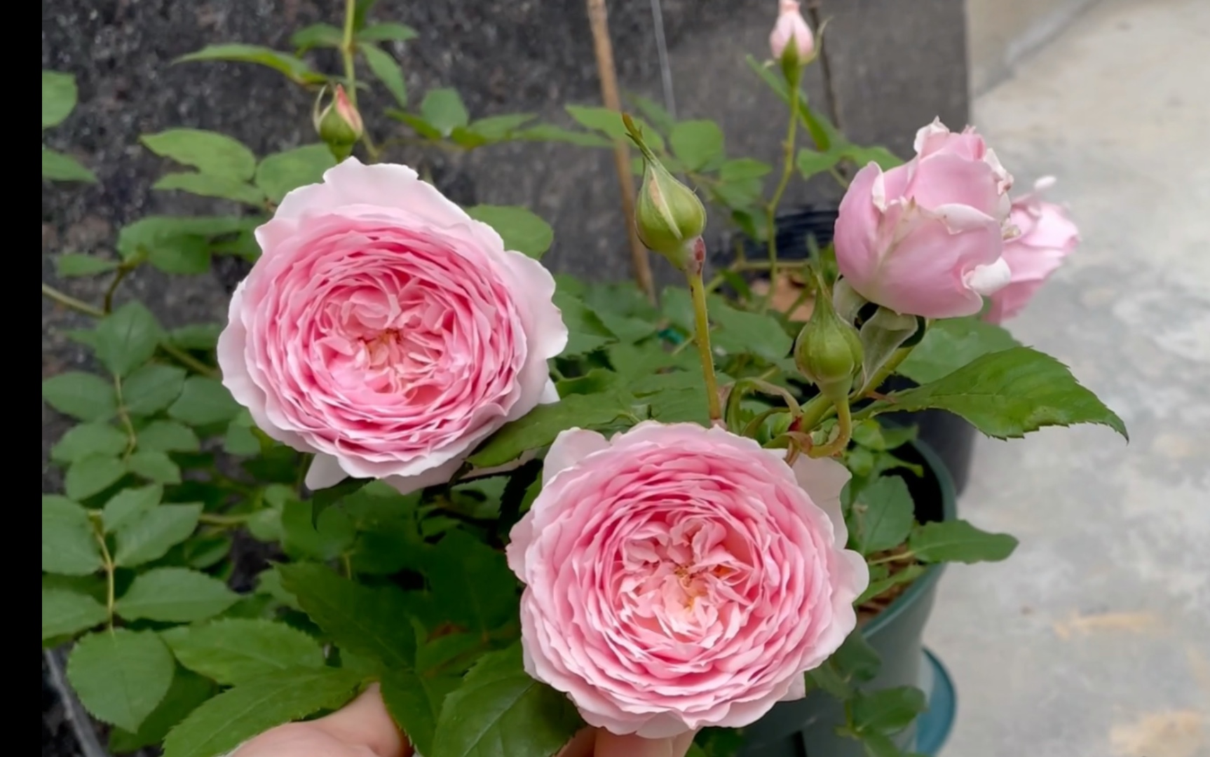 病娇美人美咲月季,当它开放的时候,你会忘记它所有的缺点_哔哩哔哩