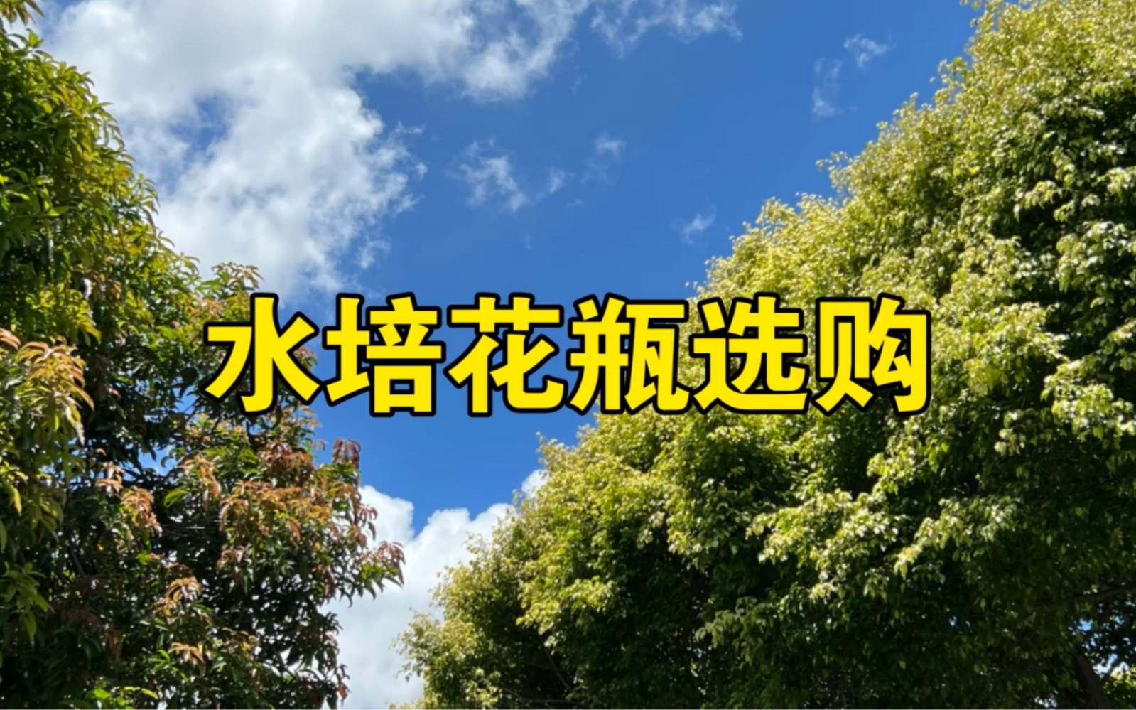 本地水培花瓶选购哔哩哔哩bilibili