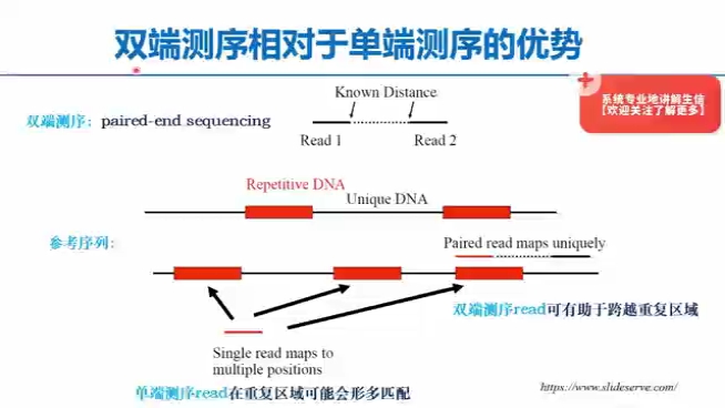 [图]双端测序相对于单端测序有什么优势呢？