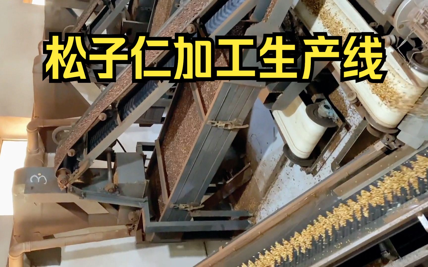 松子仁脱皮机生产线扒皮加工过程去皮机剥皮加工机器设备