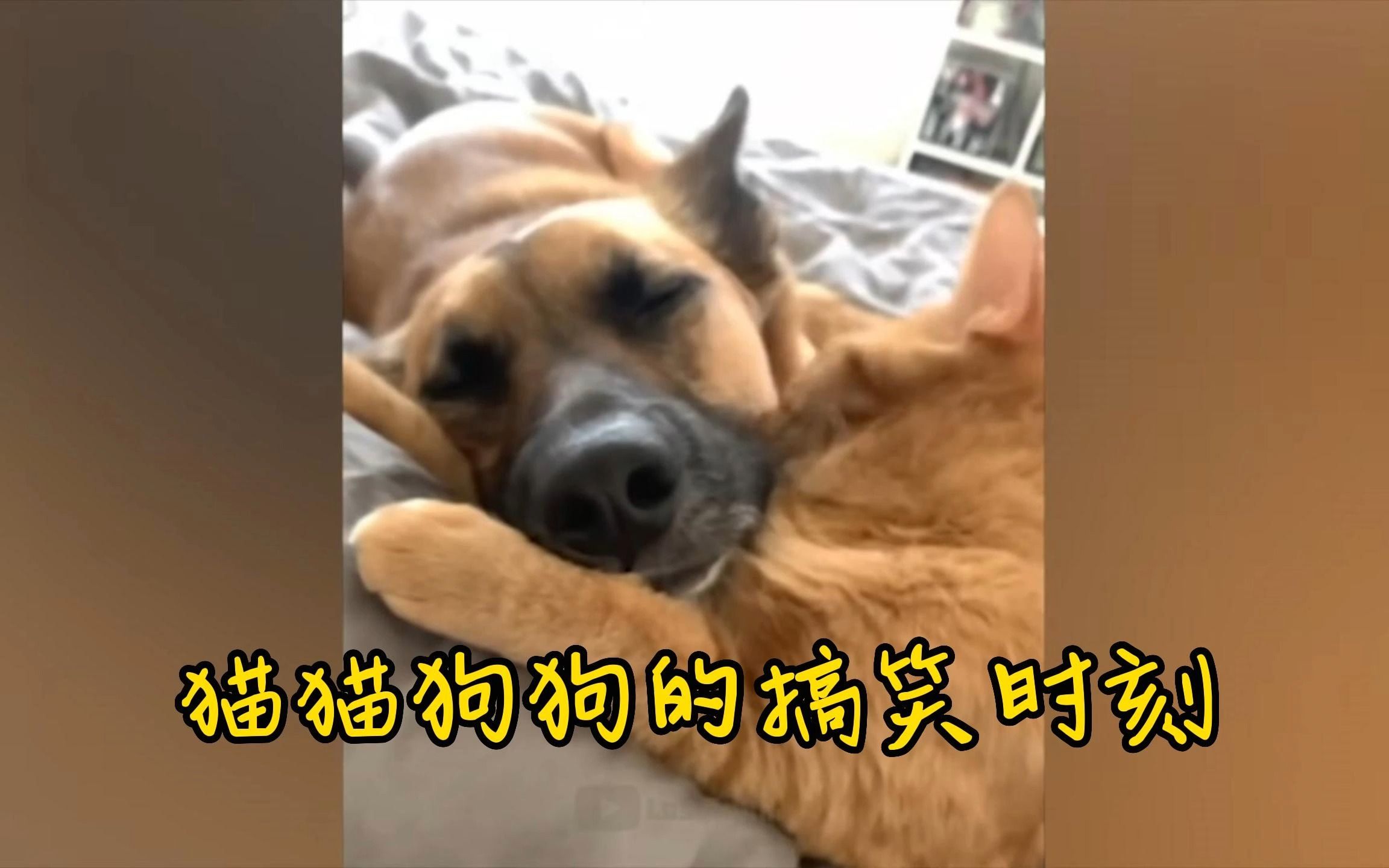 猫猫狗狗的搞笑合集(一四三)哔哩哔哩bilibili