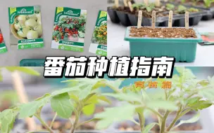 Download Video: 从0开始种番茄｜番茄种植攻略之【育苗】篇