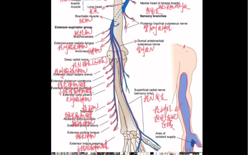 上肢桡神经精细解剖(最实用,最高清,最精细,挑战全网)