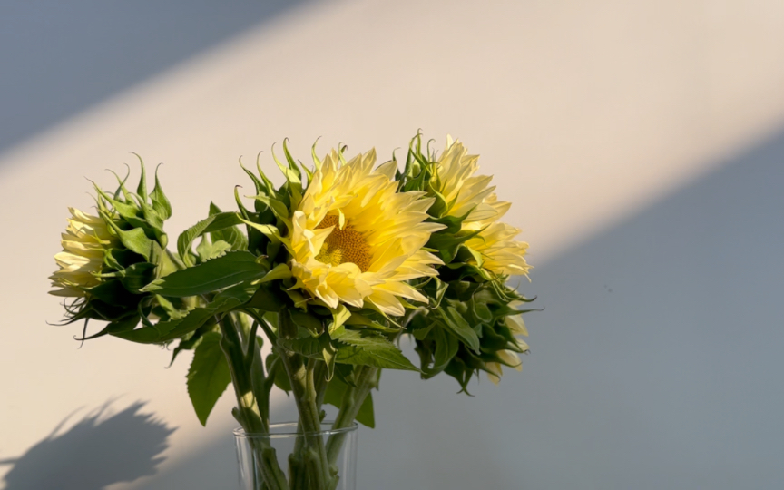 奶油向日葵真的好好看哦