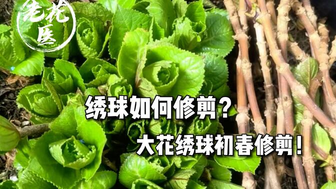 绣球花春季修剪图片