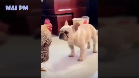 面白い猫 １０分間腹が痛いほど爆笑する 猫 おもしろ猫 猫のハプニング 失敗集 哔哩哔哩