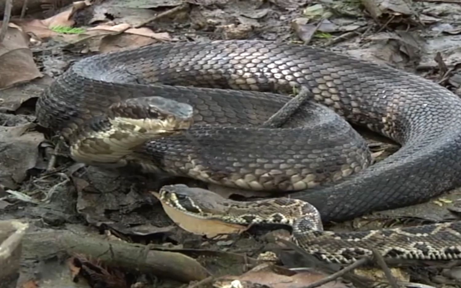 水蝮蛇猎食响尾蛇,一口爆头有点过瘾