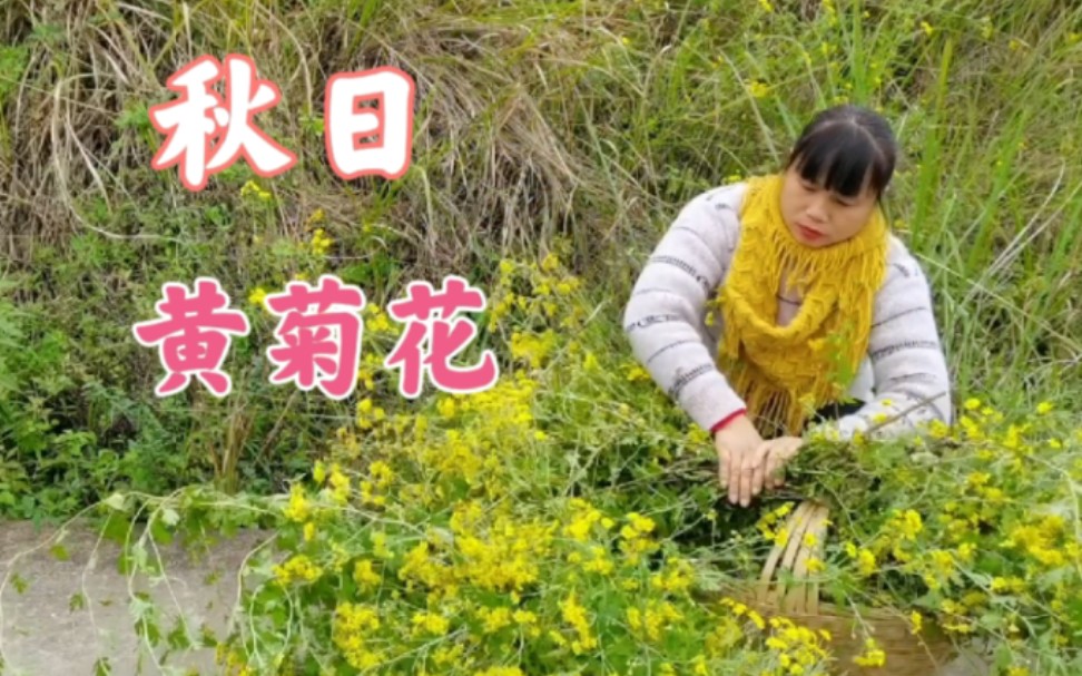 [图]山上的野菊花开得真香，女子摘回来晒干泡茶喝，听说可以美容的