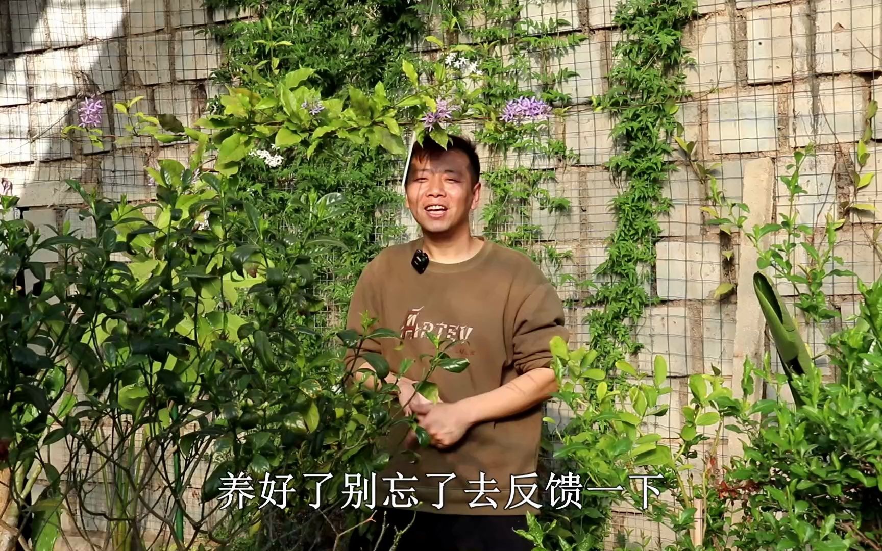 蓝花藤可以爬藤,做花墙首选,开花是罕见的蓝色,养好多季节开花哔哩哔哩bilibili