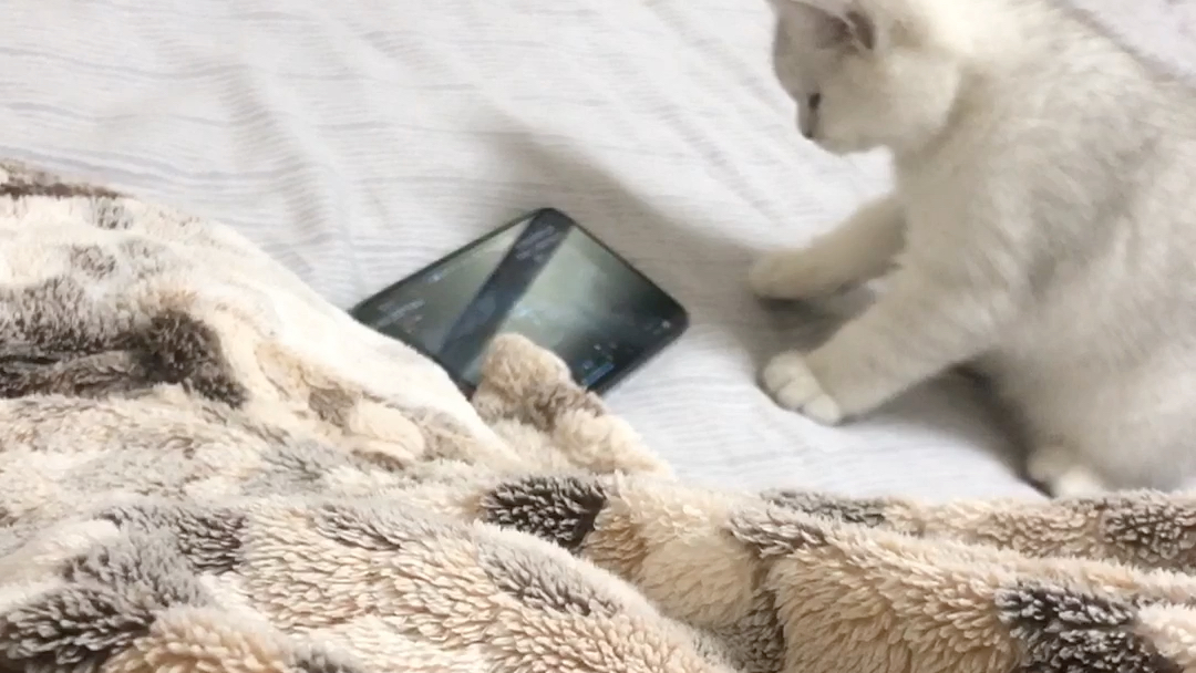 小猫咪也爱玩手机