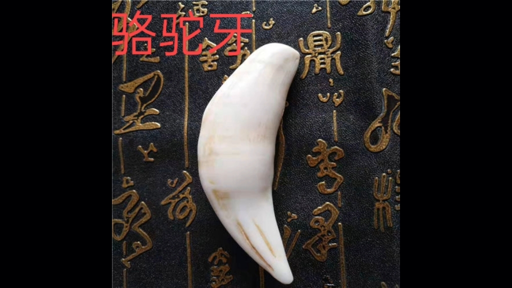 狗牙巴草的功效(狗牙巴草的功效及用途-中药材-中医-养生-保健)