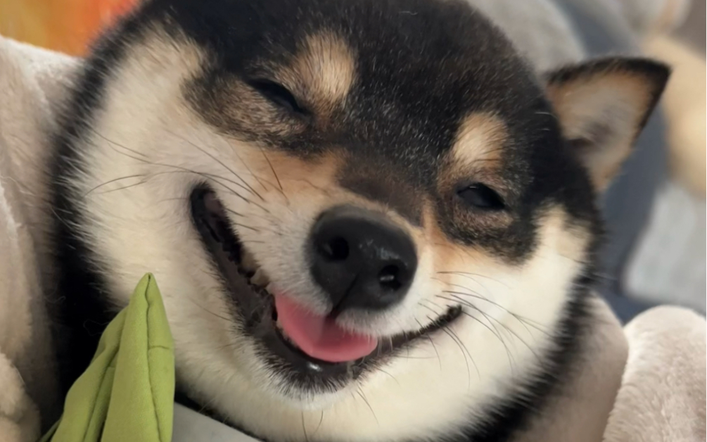 刚睡醒的小八嘎也太可爱了叭